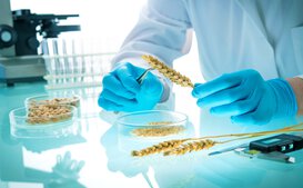 Research on wheat in the laboratory